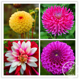Free Shipping 100pcs Multi-Colored Dahlia Seeds bonsai flower plant seeds for home &amp; garden,#U4R4DS
