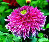 Free Shipping 100pcs Multi-Colored Dahlia Seeds bonsai flower plant seeds for home &amp; garden,#U4R4DS