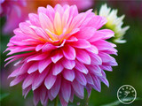 Free Shipping 100pcs Multi-Colored Dahlia Seeds bonsai flower plant seeds for home &amp; garden,#U4R4DS