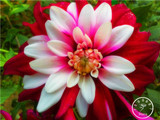 Free Shipping 100pcs Multi-Colored Dahlia Seeds bonsai flower plant seeds for home &amp; garden,#U4R4DS