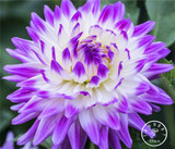 Free Shipping 100pcs Multi-Colored Dahlia Seeds bonsai flower plant seeds for home &amp; garden,#U4R4DS
