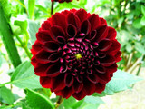 Free Shipping 100pcs Multi-Colored Dahlia Seeds bonsai flower plant seeds for home &amp; garden,#U4R4DS