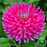 Free Shipping 100pcs Multi-Colored Dahlia Seeds bonsai flower plant seeds for home &amp; garden,#U4R4DS