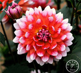 Free Shipping 100pcs Multi-Colored Dahlia Seeds bonsai flower plant seeds for home &amp; garden,#U4R4DS