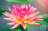 Free Shipping 100pcs Multi-Colored Dahlia Seeds bonsai flower plant seeds for home &amp; garden,#U4R4DS