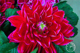 Free Shipping 100pcs Multi-Colored Dahlia Seeds bonsai flower plant seeds for home &amp; garden,#U4R4DS