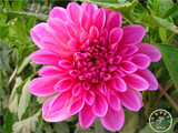 Free Shipping 100pcs Multi-Colored Dahlia Seeds bonsai flower plant seeds for home &amp; garden,#U4R4DS