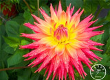 Free Shipping 100pcs Multi-Colored Dahlia Seeds bonsai flower plant seeds for home &amp; garden,#U4R4DS