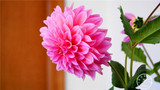 Free Shipping 100pcs Multi-Colored Dahlia Seeds bonsai flower plant seeds for home &amp; garden,#U4R4DS