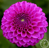 Free Shipping 100pcs Multi-Colored Dahlia Seeds bonsai flower plant seeds for home &amp; garden,#U4R4DS