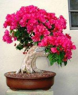 Free Shipping 100% Original High Quality 50pcs Mix-color Bougainvillea spectabilis Willd Seeds bonsai plant flower seeds