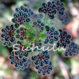 Free Shipping 100 Pcs Lotus Succulent Seeds Rare Lithops Seeds Bonsai Flower Seeds Echeveria Plant Potted Plant for Home Garden