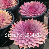 Free Shipping 100 Pcs Succulent Cactus Rebutia Variety Flowering Color Cacti Rare Cactus Seed Office Mini Plant Succulent Plant