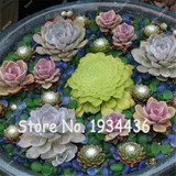 Free Shipping 100 Pcs Succulent Cactus Rebutia Variety Flowering Color Cacti Rare Cactus Seed Office Mini Plant Succulent Plant