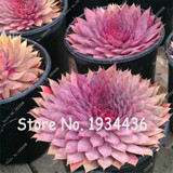 Free Shipping 100 Pcs Succulent Cactus Rebutia Variety Flowering Color Cacti Rare Cactus Seed Office Mini Plant Succulent Plant