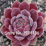 Free Shipping 100 Pcs Succulent Cactus Rebutia Variety Flowering Color Cacti Rare Cactus Seed Office Mini Plant Succulent Plant