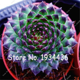 Free Shipping 100 Pcs Succulent Cactus Rebutia Variety Flowering Color Cacti Rare Cactus Seed Office Mini Plant Succulent Plant