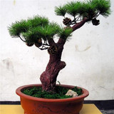 FREE SHIPPING 30pcs/Bag Japanese Pine Tree Seeds bonsai flower easy to plant DIY