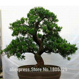 FREE SHIPPING 30pcs/Bag Japanese Pine Tree Seeds bonsai flower easy to plant DIY