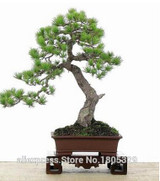 FREE SHIPPING 30pcs/Bag Japanese Pine Tree Seeds bonsai flower easy to plant DIY