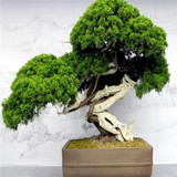 FREE SHIPPING 30pcs/Bag Japanese Pine Tree Seeds bonsai flower easy to plant DIY