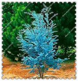Free Shipping 30Pcs/bag impressive Eucalyptus seeds Eucalyptus Herb Seeds, gorgeous bonsai tree for home garden DIY Potted Plant