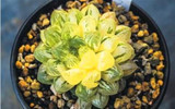 Hot 200pcs/bag mix lithops seeds rare succulent seeds Ass flower seeds Pseudotruncatella Living Stone bonsai mini home garden OF