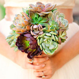 Hot 200pcs/bag mix lithops seeds rare succulent seeds Ass flower seeds Pseudotruncatella Living Stone bonsai mini home garden OF