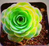 Hot 200pcs/bag mix lithops seeds rare succulent seeds Ass flower seeds Pseudotruncatella Living Stone bonsai mini home garden OF