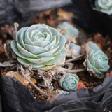 Hot 200pcs/bag mix lithops seeds rare succulent seeds Ass flower seeds Pseudotruncatella Living Stone bonsai mini home garden OF