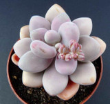 Hot 200pcs/bag mix lithops seeds rare succulent seeds Ass flower seeds Pseudotruncatella Living Stone bonsai mini home garden OF
