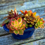 Hot 200pcs/bag mix lithops seeds rare succulent seeds Ass flower seeds Pseudotruncatella Living Stone bonsai mini home garden OF
