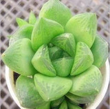 Hot 200pcs/bag mix lithops seeds rare succulent seeds Ass flower seeds Pseudotruncatella Living Stone bonsai mini home garden OF