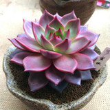 Hot 200pcs/bag mix lithops seeds rare succulent seeds Ass flower seeds Pseudotruncatella Living Stone bonsai mini home garden OF