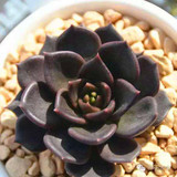 Hot 200pcs/bag mix lithops seeds rare succulent seeds Ass flower seeds Pseudotruncatella Living Stone bonsai mini home garden OF