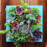 Hot 200pcs/bag mix lithops seeds rare succulent seeds Ass flower seeds Pseudotruncatella Living Stone bonsai mini home garden OF