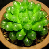 Hot 200pcs/bag mix lithops seeds rare succulent seeds Ass flower seeds Pseudotruncatella Living Stone bonsai mini home garden OF