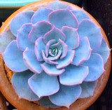 Hot 200pcs/bag mix lithops seeds rare succulent seeds Ass flower seeds Pseudotruncatella Living Stone bonsai mini home garden OF