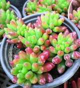 Hot 200pcs/bag mix lithops seeds rare succulent seeds Ass flower seeds Pseudotruncatella Living Stone bonsai mini home garden OF