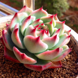 Hot 200pcs/bag mix lithops seeds rare succulent seeds Ass flower seeds Pseudotruncatella Living Stone bonsai mini home garden OF