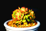 Hot 200pcs/bag mix lithops seeds rare succulent seeds Ass flower seeds Pseudotruncatella Living Stone bonsai mini home garden OF