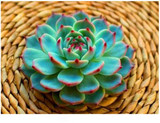 Hot 200pcs/bag mix lithops seeds rare succulent seeds Ass flower seeds Pseudotruncatella Living Stone bonsai mini home garden OF