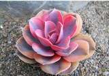 Hot 200pcs/bag mix lithops seeds rare succulent seeds Ass flower seeds Pseudotruncatella Living Stone bonsai mini home garden OF