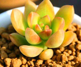 Hot 200pcs/bag mix lithops seeds rare succulent seeds Ass flower seeds Pseudotruncatella Living Stone bonsai mini home garden OF