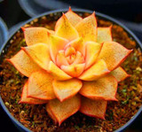 Hot 200pcs/bag mix lithops seeds rare succulent seeds Ass flower seeds Pseudotruncatella Living Stone bonsai mini home garden OF
