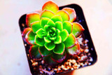 Hot 200pcs/bag mix lithops seeds rare succulent seeds Ass flower seeds Pseudotruncatella Living Stone bonsai mini home garden OF
