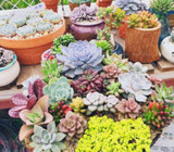 Hot 200pcs/bag mix lithops seeds rare succulent seeds Ass flower seeds Pseudotruncatella Living Stone bonsai mini home garden OF