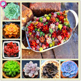 Hot 200pcs/bag mix lithops seeds rare succulent seeds Ass flower seeds Pseudotruncatella Living Stone bonsai mini home garden OF