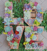 Hot 200pcs/bag mix lithops seeds rare succulent seeds Ass flower seeds Pseudotruncatella Living Stone bonsai mini home garden OF