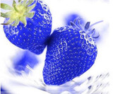 Hot 200 PCS Rare Blue Strawberry Seeds Fruits and Vegetables Balcony Potted Strawberry Fragaria Ananassa Seeds